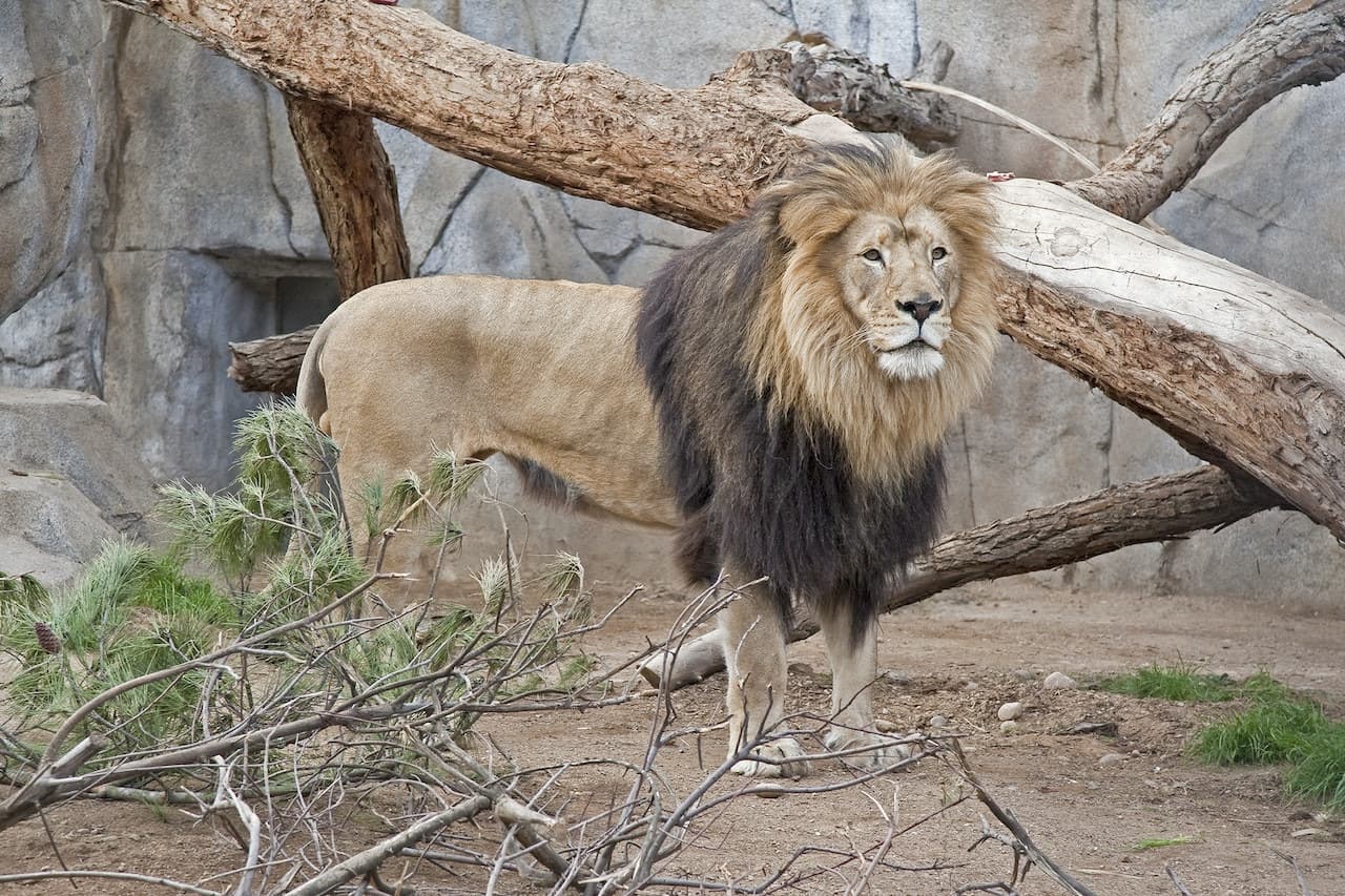 San Diego Zoo