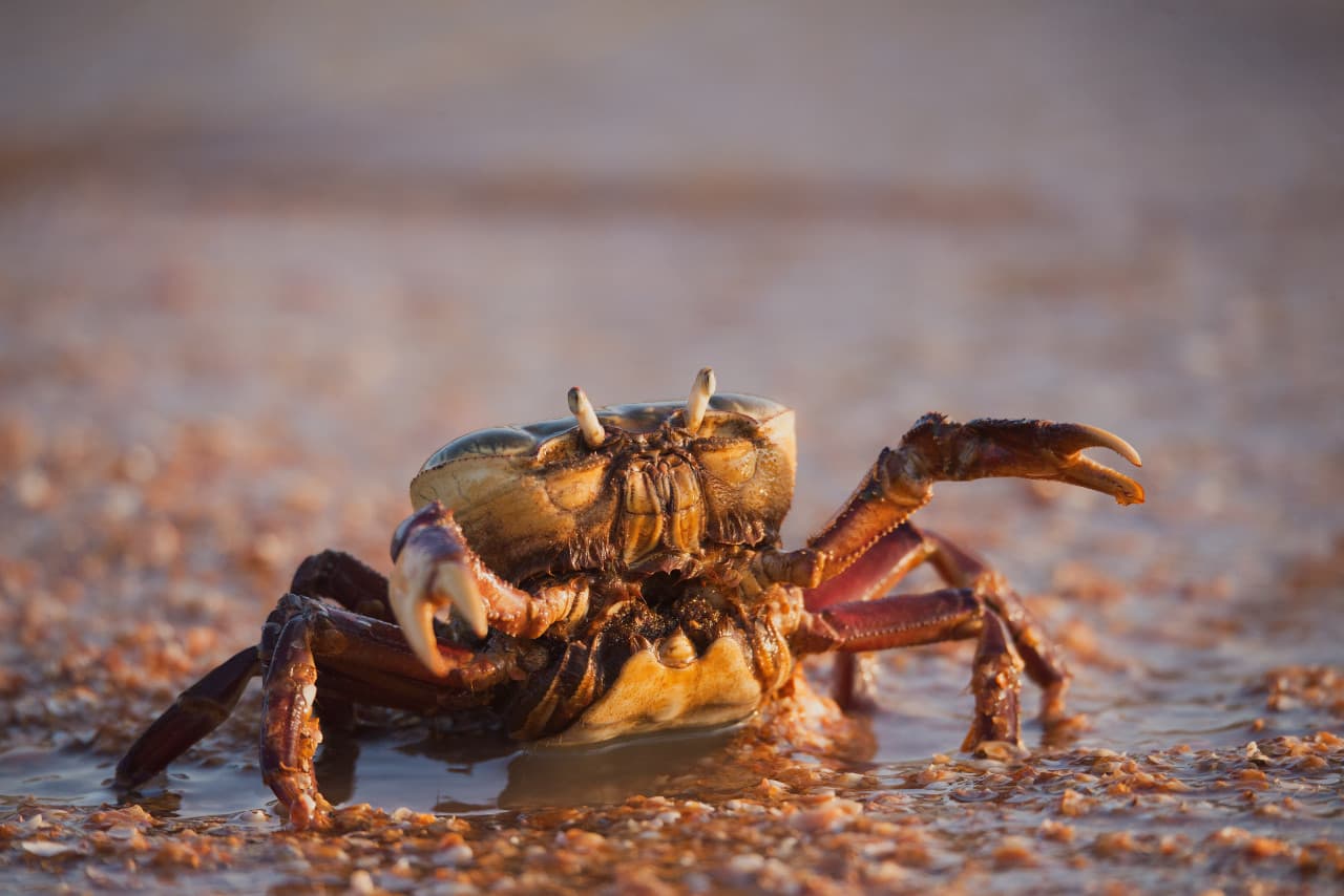 Gold Coast Tour with Crab Catching Lunch Cruise from Brisbane – photo 2