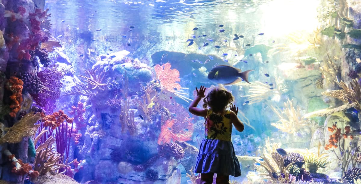 Go City San Diego All-Inclusive Pass Plus: Save up to 50% on Attractions