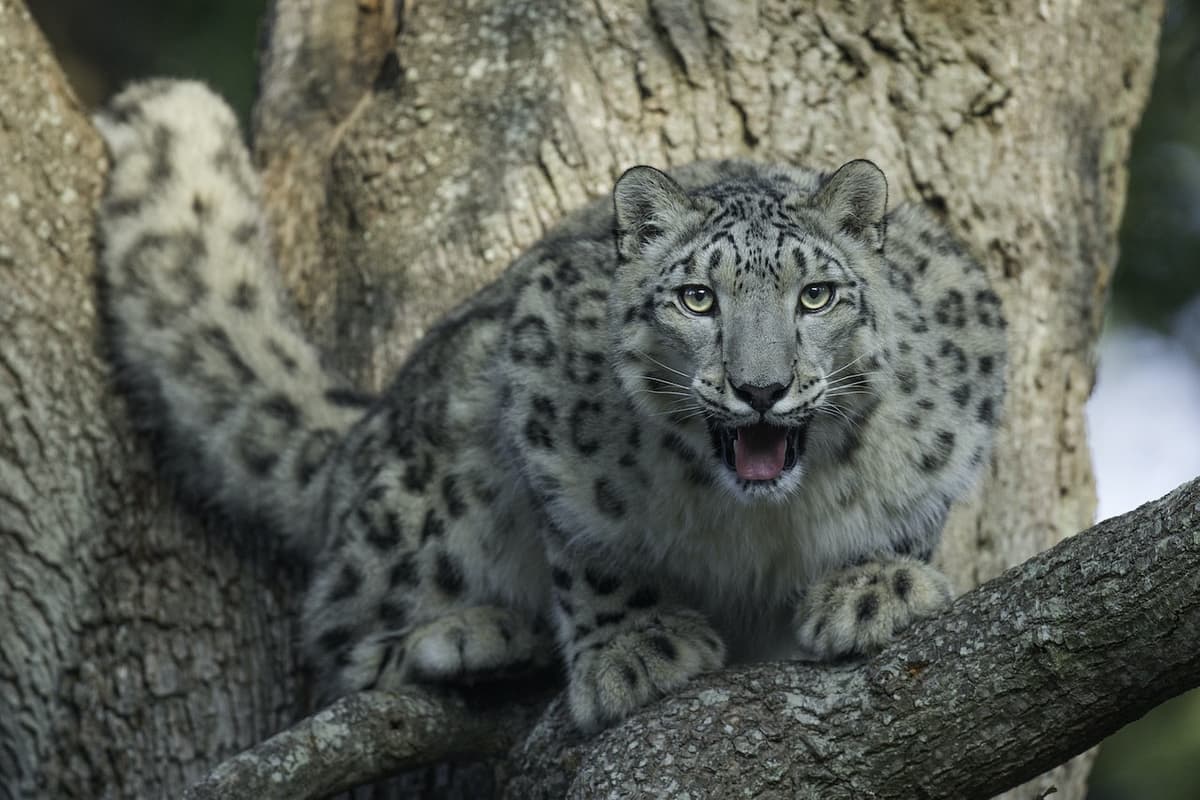 Thoiry ZooSafari: Skip The Line