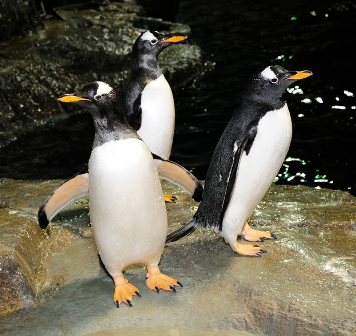Central Park Zoo