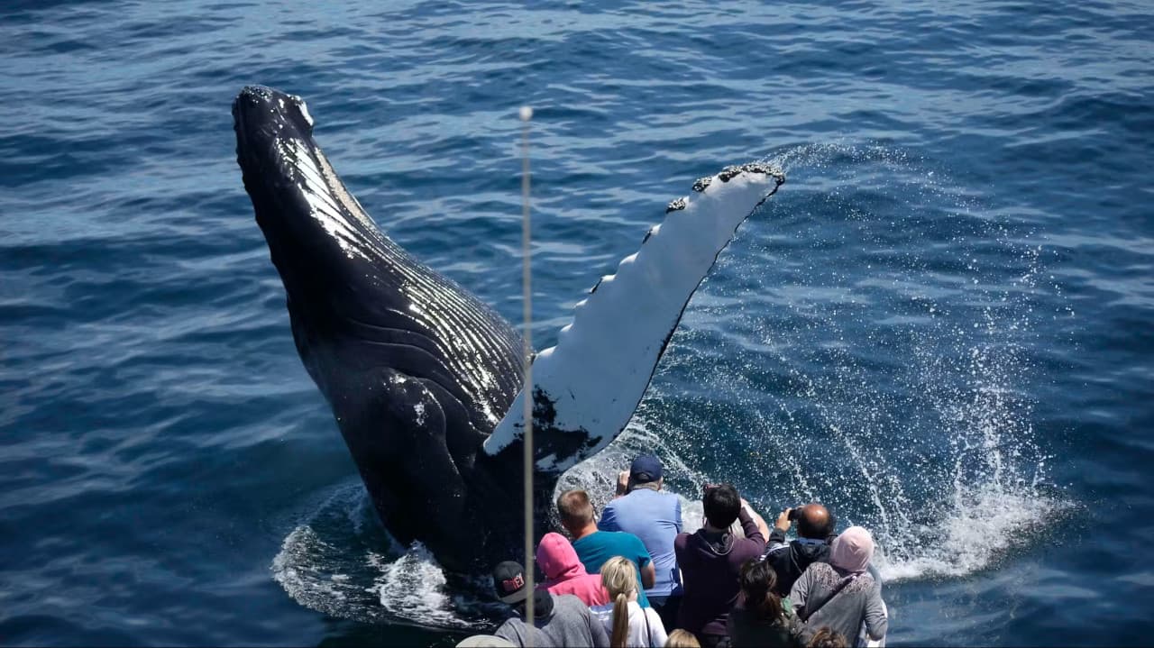Boston Harbor Whale Watch Cruise – photo 7