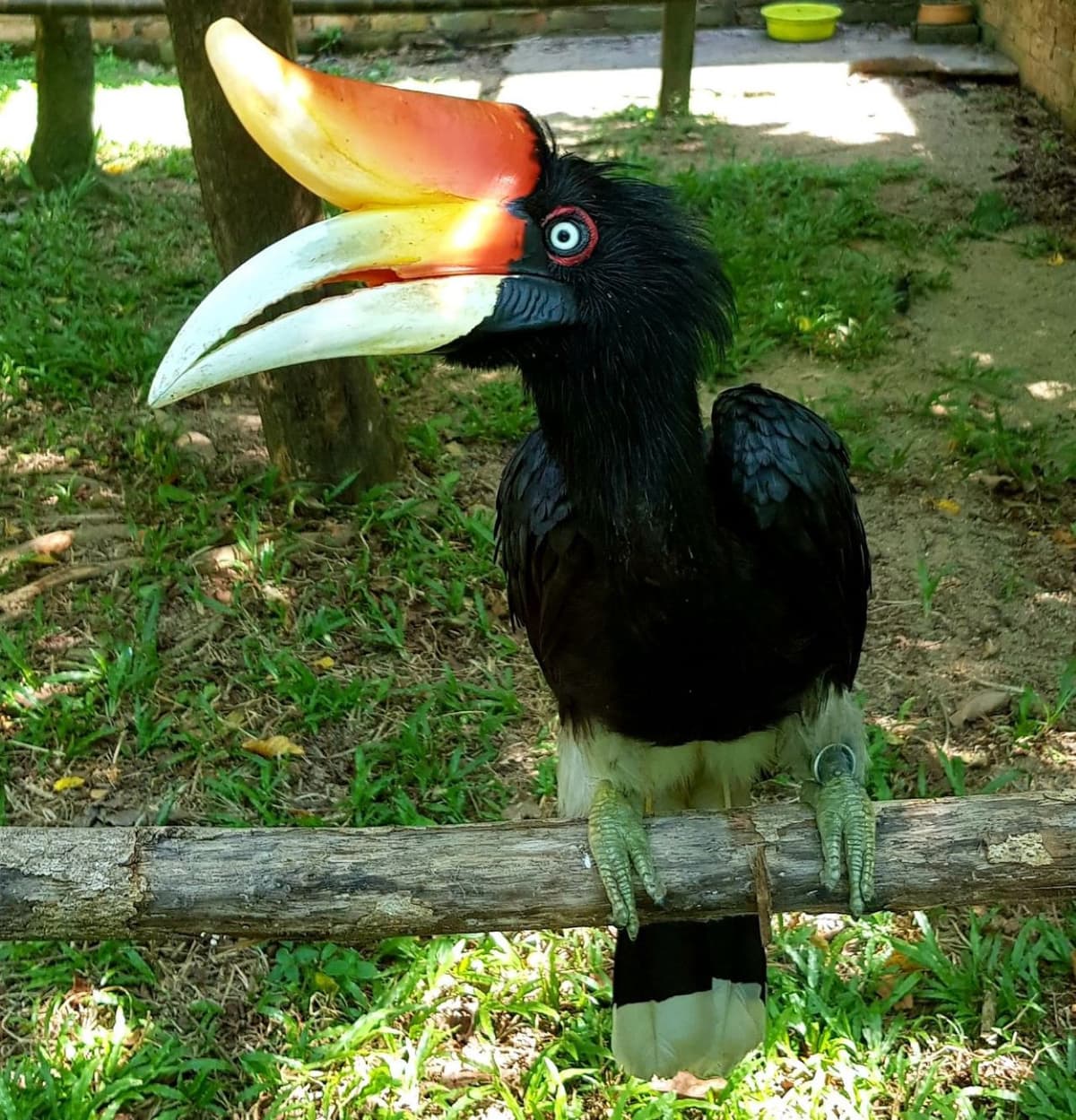 Penang Bird Park