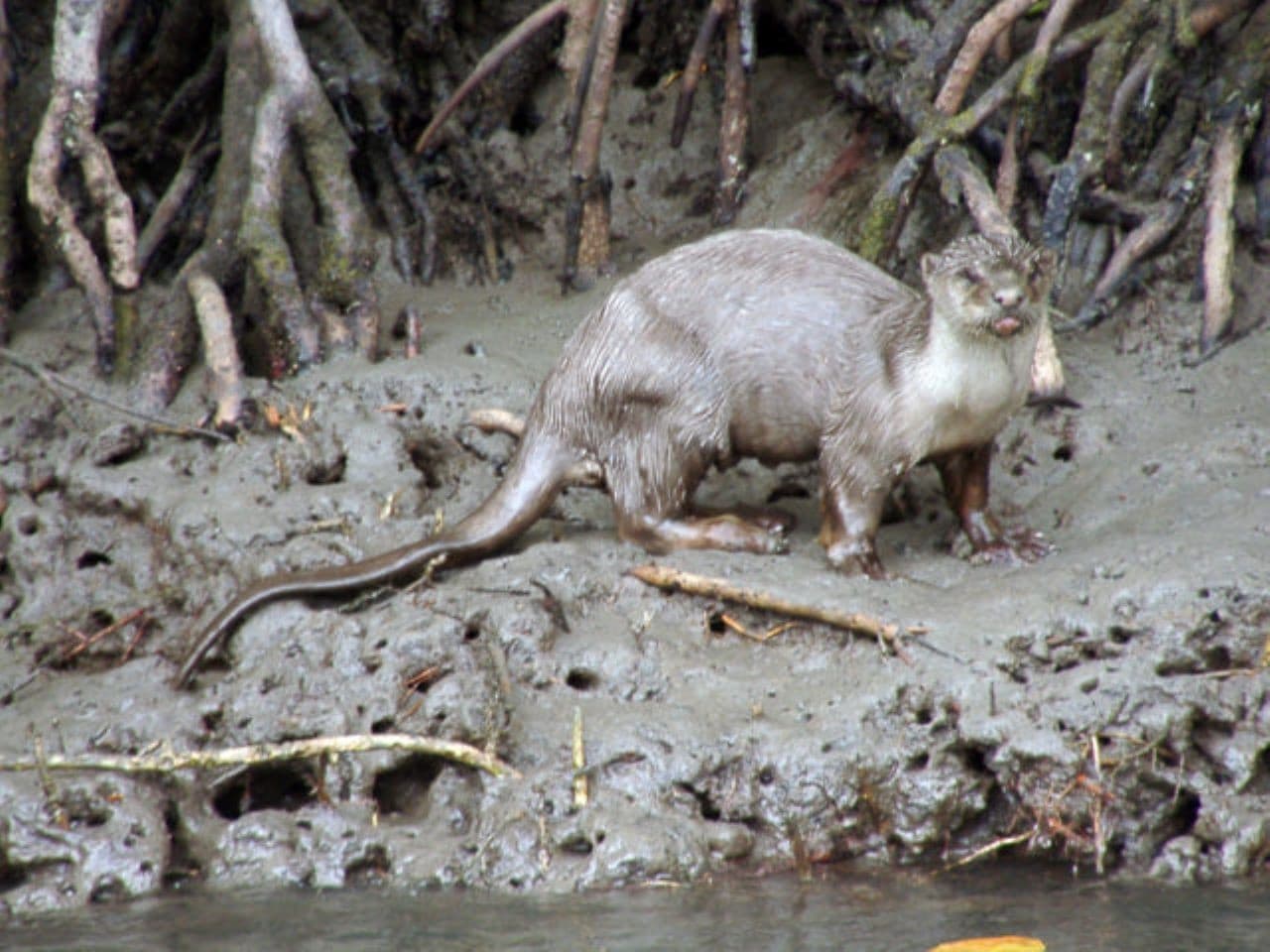 Langkawi Mangrove Cruise and Snorkeling