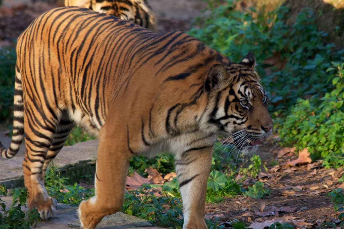 Barcelona Zoo