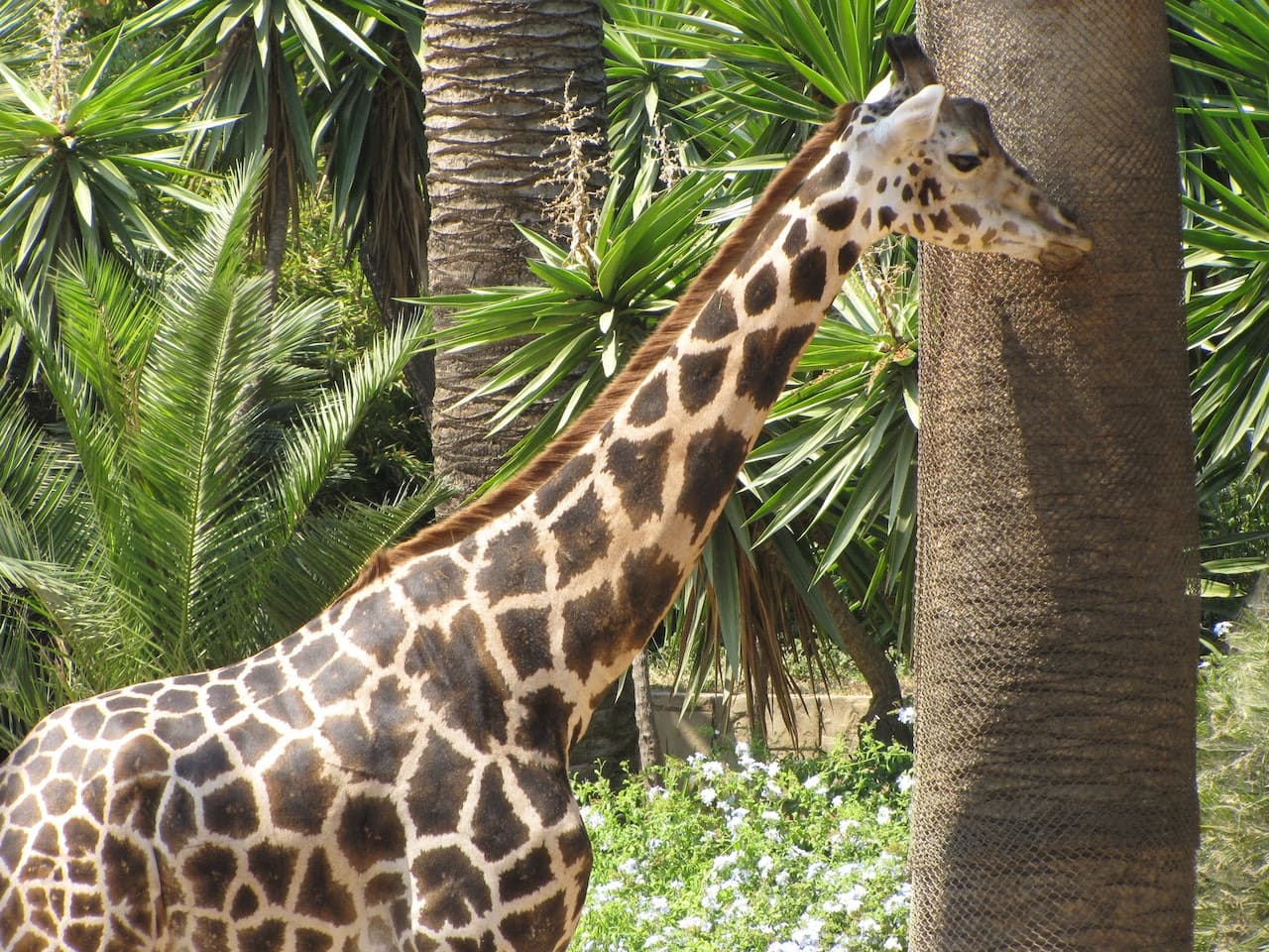 Barcelona Zoo – photo 6