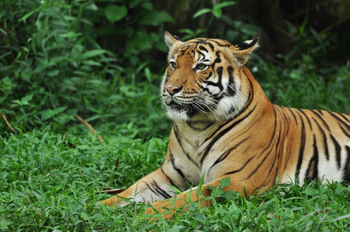 Zoo Negara Malaysia Ticket