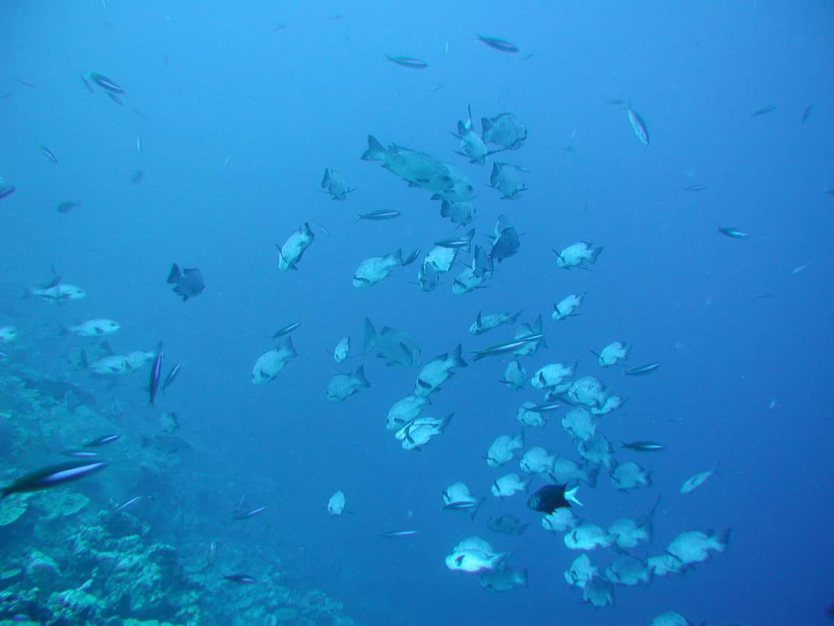 Okinawa Glass Bottom Boat Tour