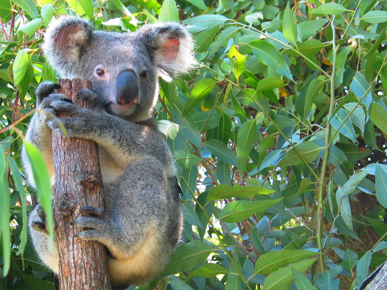 Cape Tribulation and Daintree Wilderness Full-Day Tour – photo 4