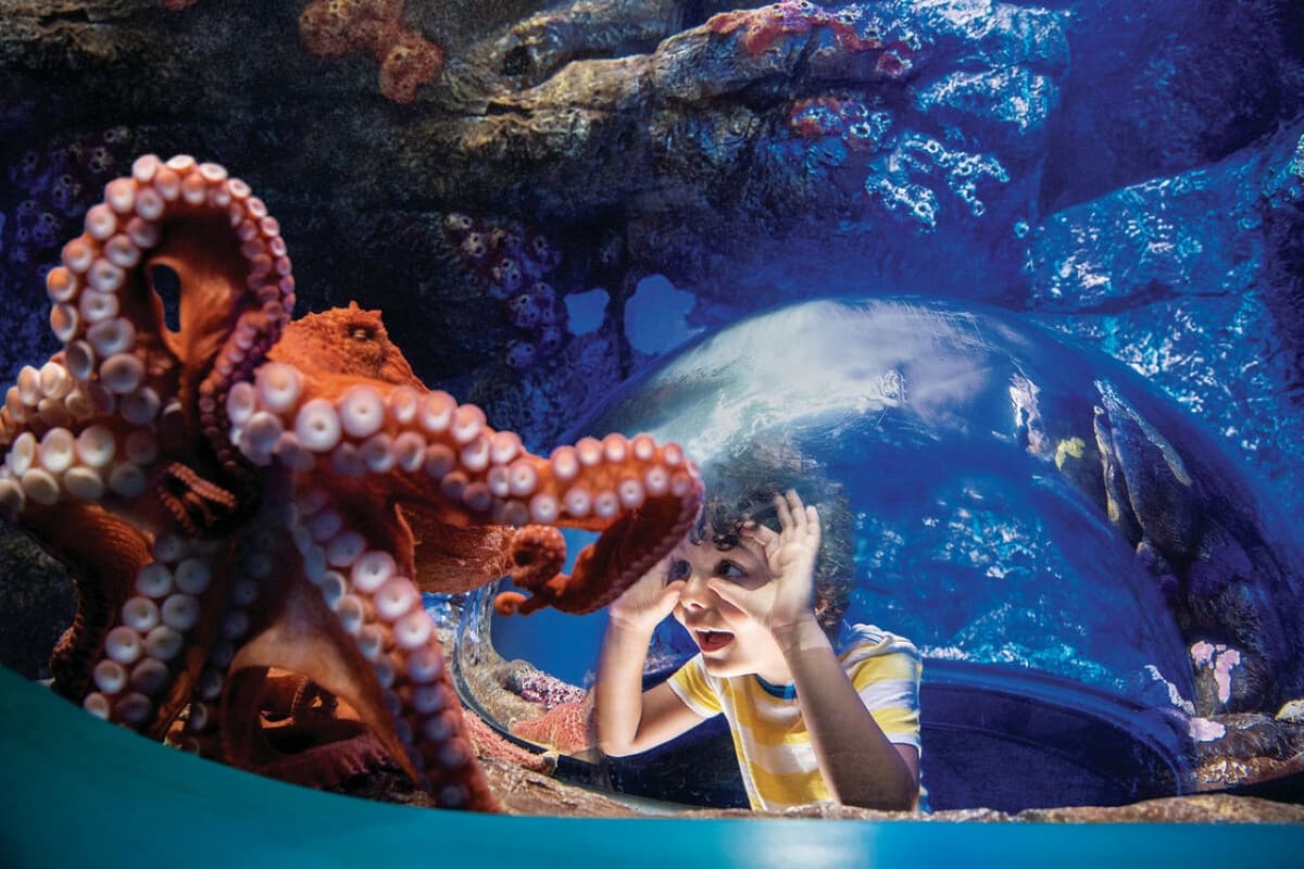 Go City San Diego Essentials Pass: Save up to 50% on Attractions