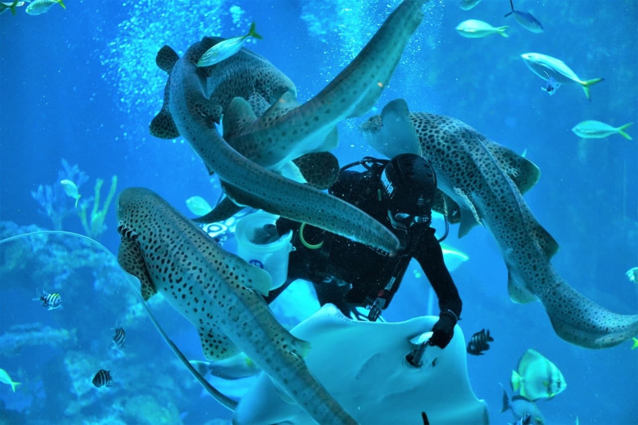 Aquaria Phuket – photo 19