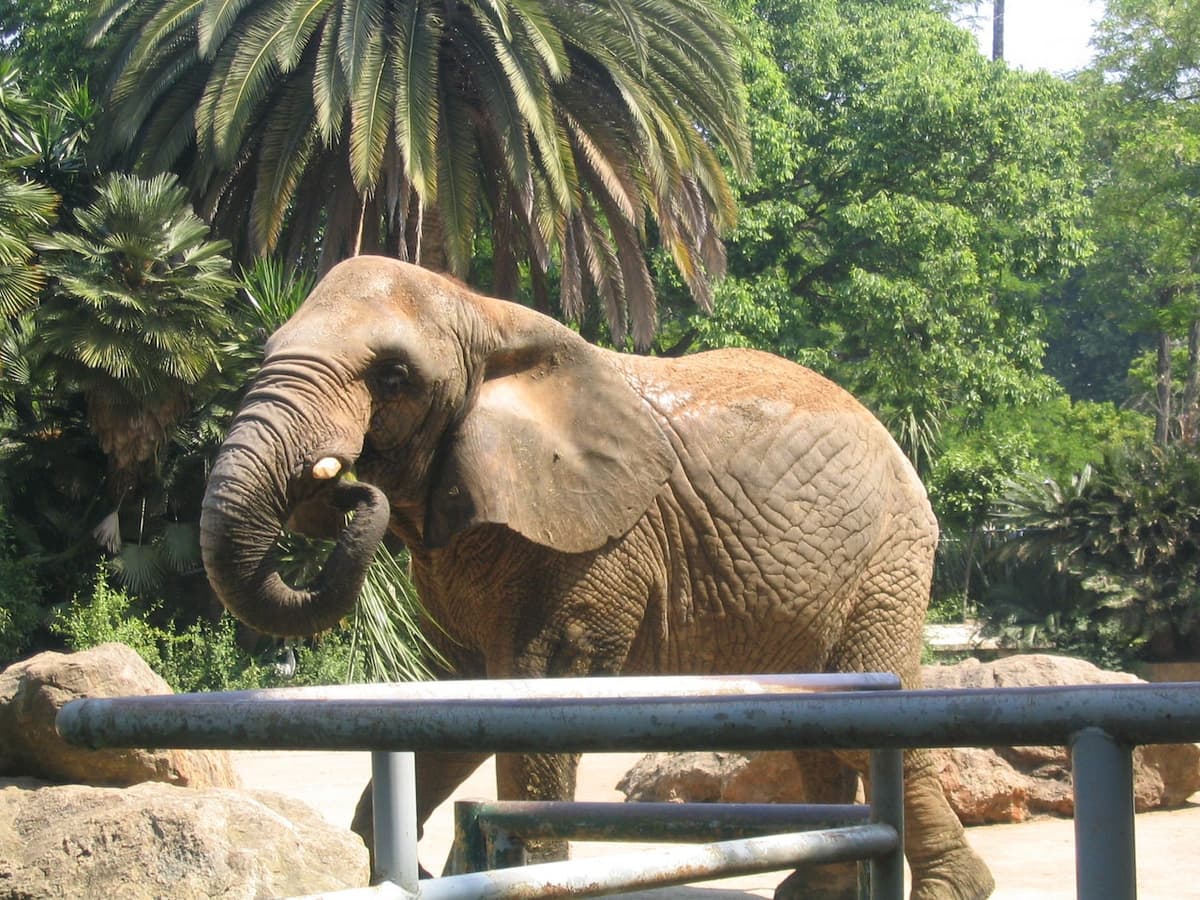 Barcelona Zoo