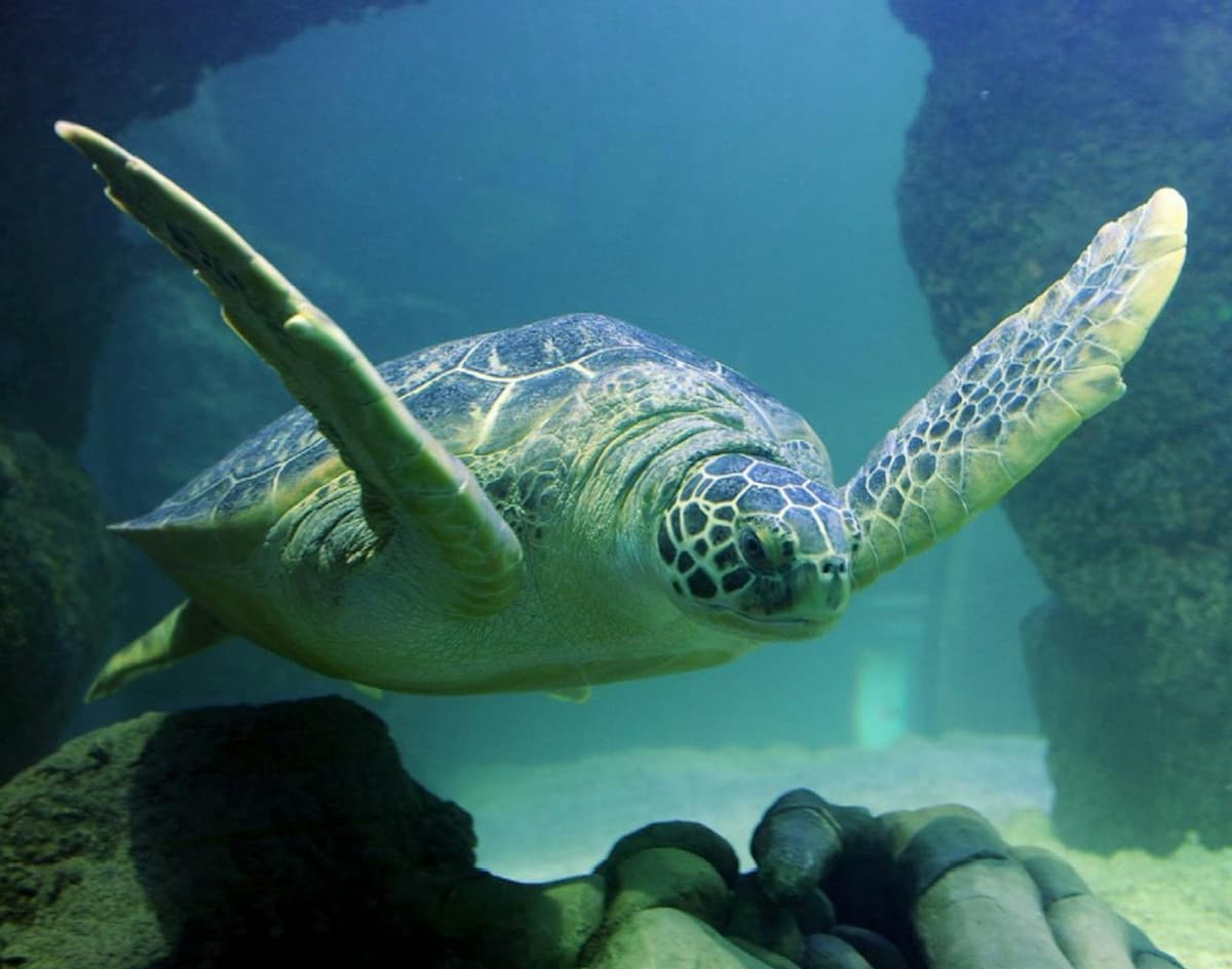 SEA LIFE New Jersey Aquarium Ticket