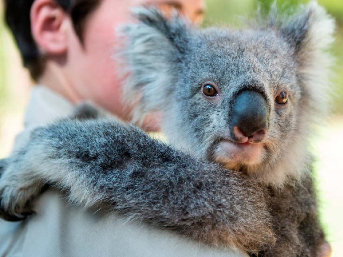 Puffing Billy and Healesville Sanctuary Tour