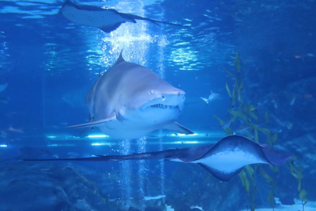 SEA LIFE COEX, Seoul Aquarium Ticket