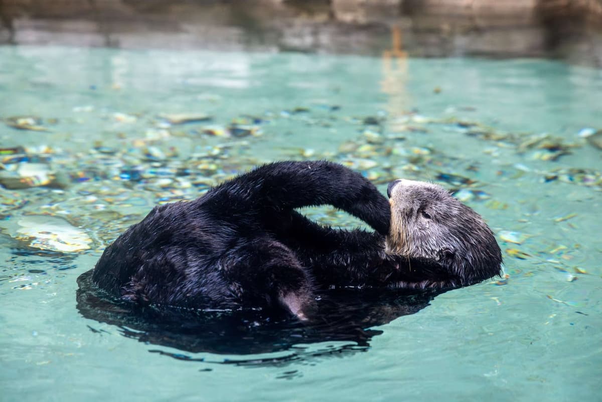 Seattle Aquarium Ticket