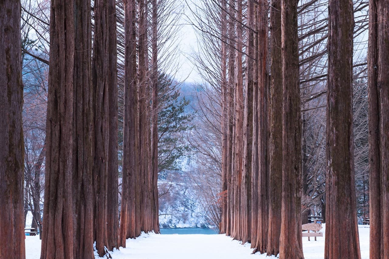 Alpaca World, Nami Island, and Garden of Morning Calm Tour from Seoul – photo 12