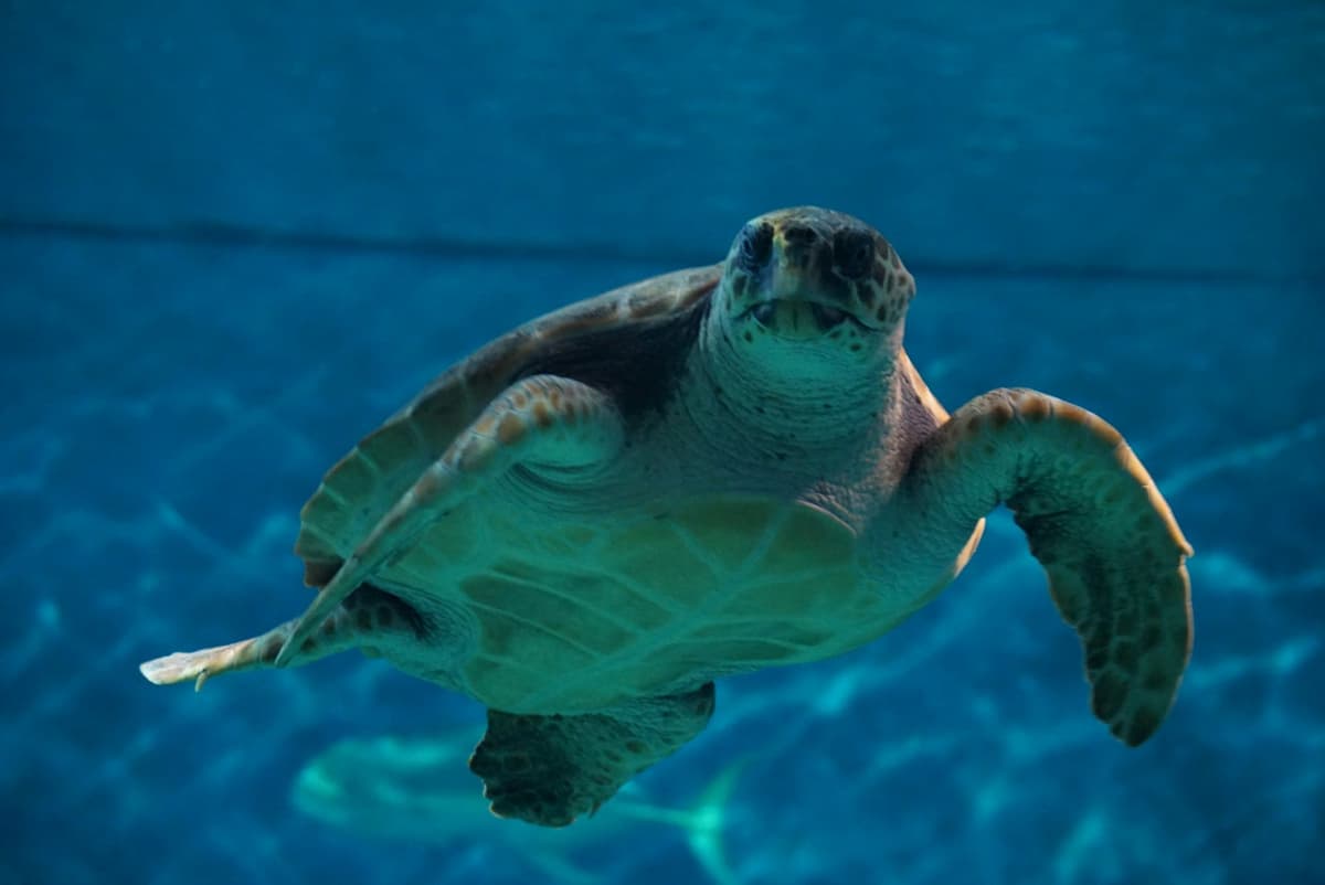 Seville Aquarium Ticket