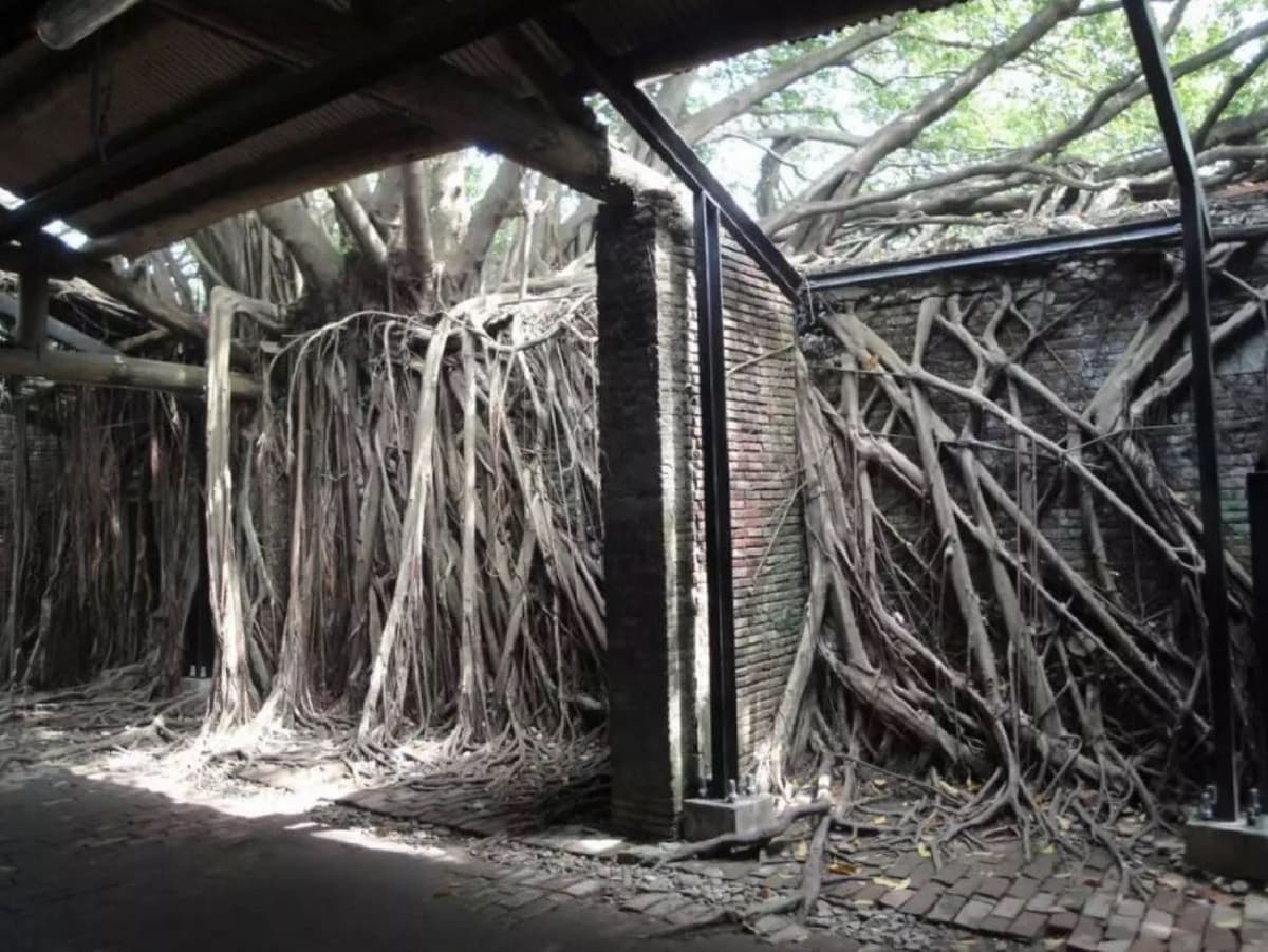 Tainan Anping Tree House Tour