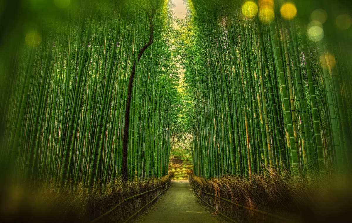 Sagano Bamboo Grove and Arashiyama Half-Day Walking Tour