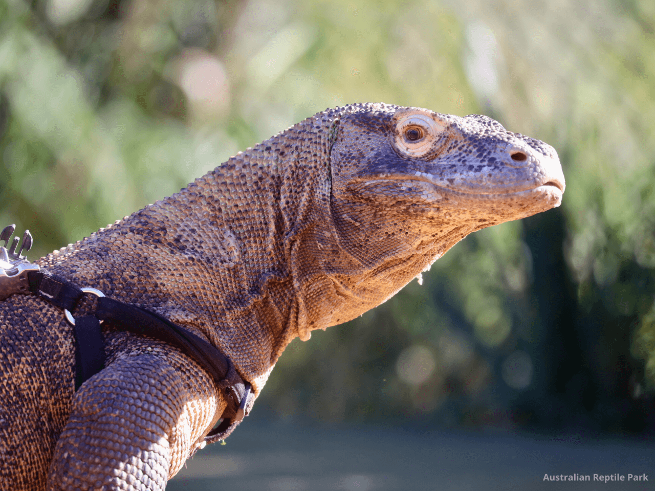 Australian Reptile Park – photo 28