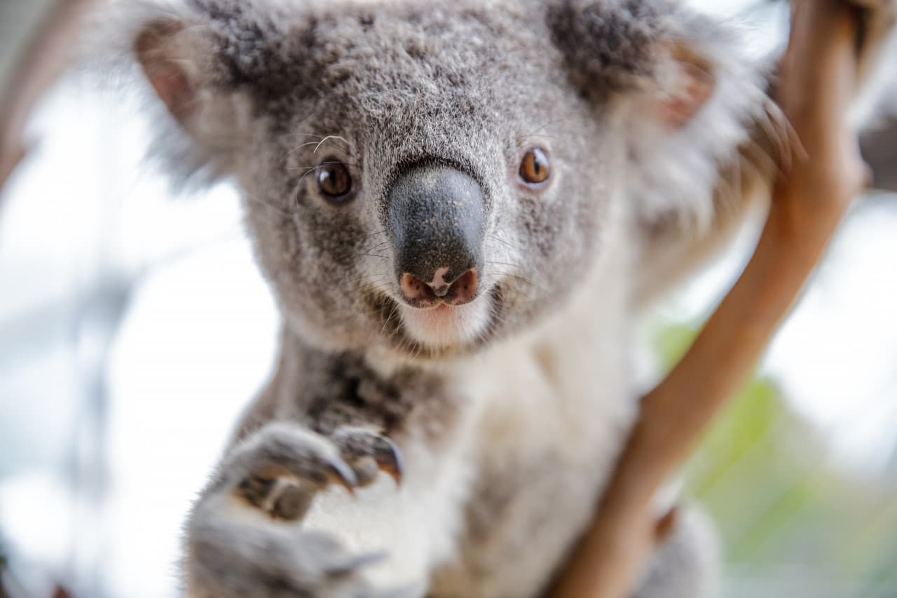 WILD LIFE Sydney Zoo Direct Entry Ticket