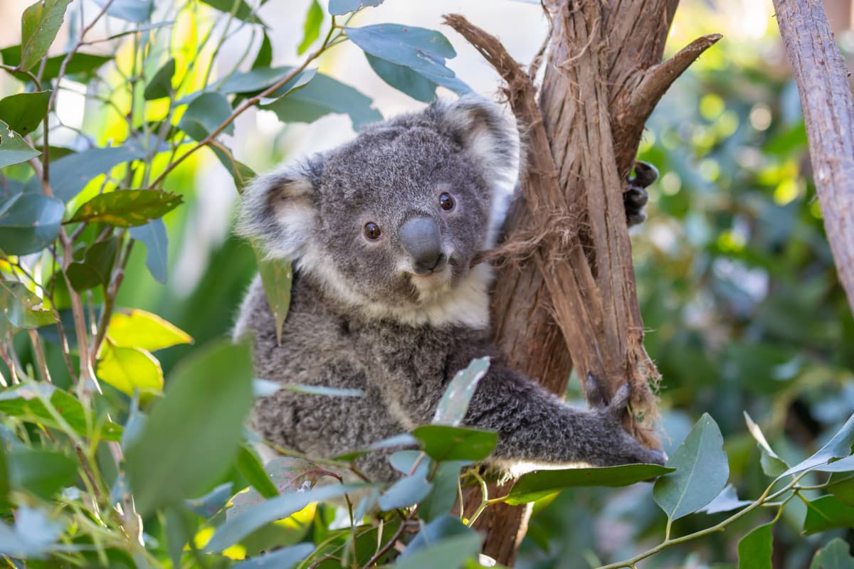 WILD LIFE Sydney Zoo Direct Entry Ticket