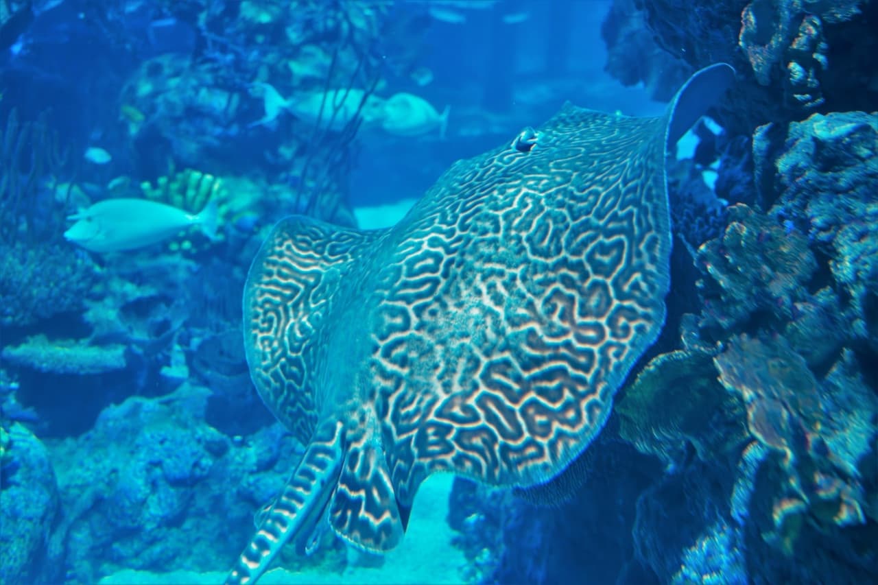 Aquaria Phuket – photo 20