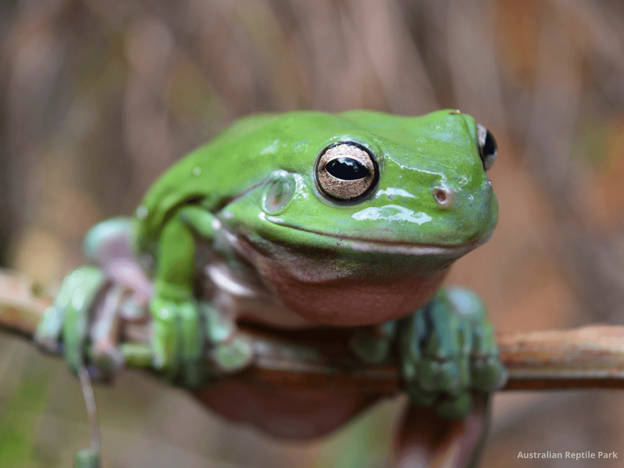 Australian Reptile Park – photo 13