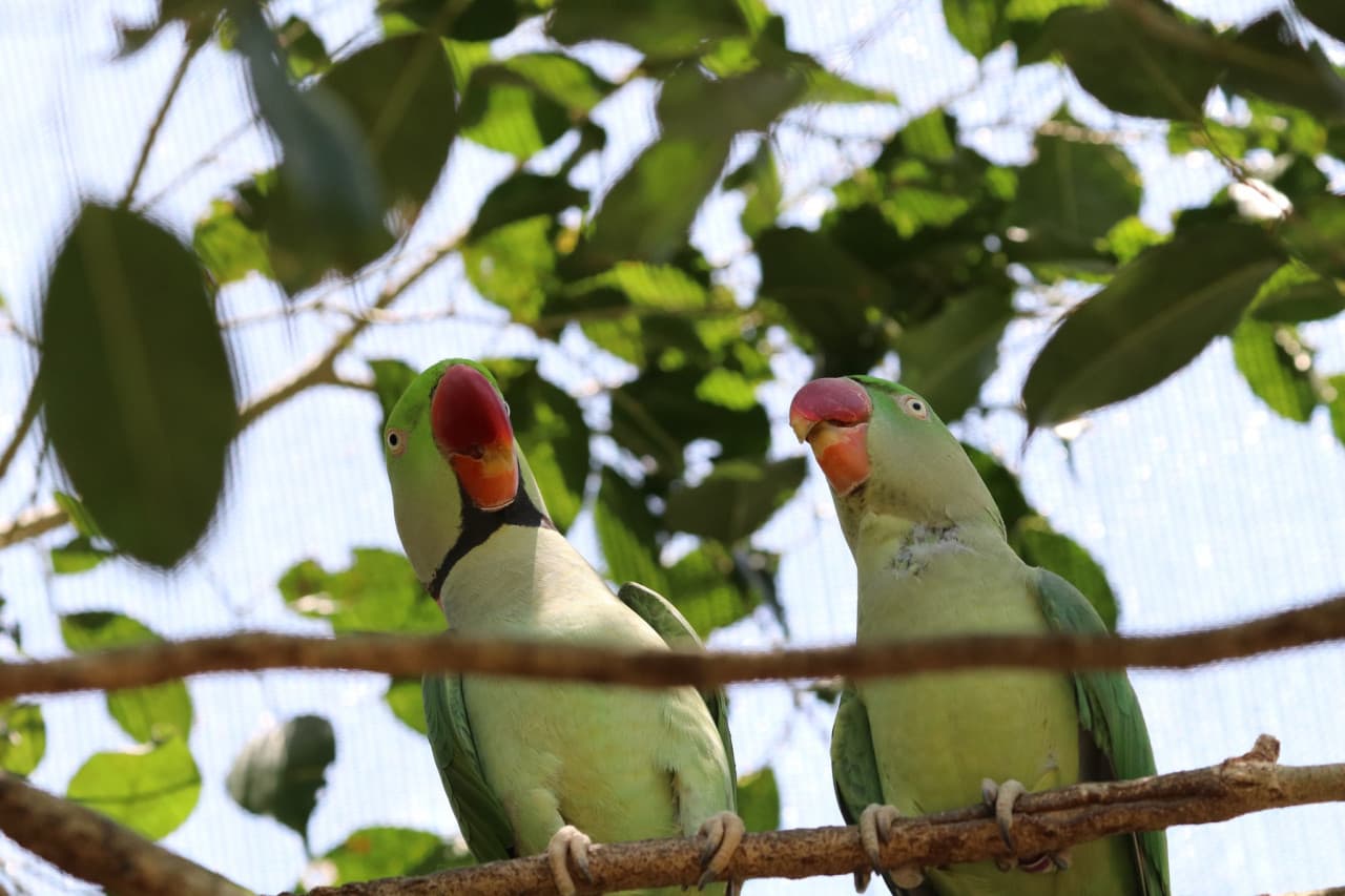 Birdworld Kuranda – photo 2