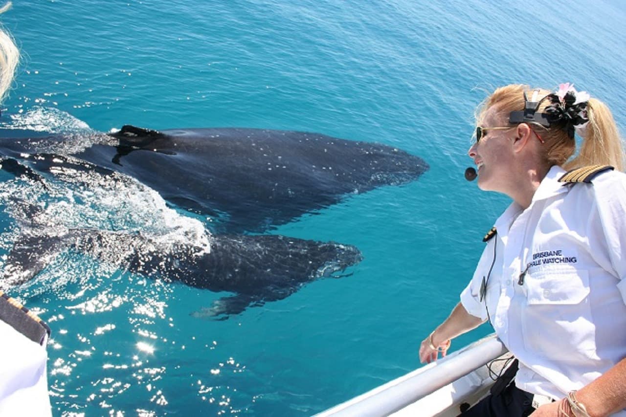 Moreton Bay Whale Watching – photo 10