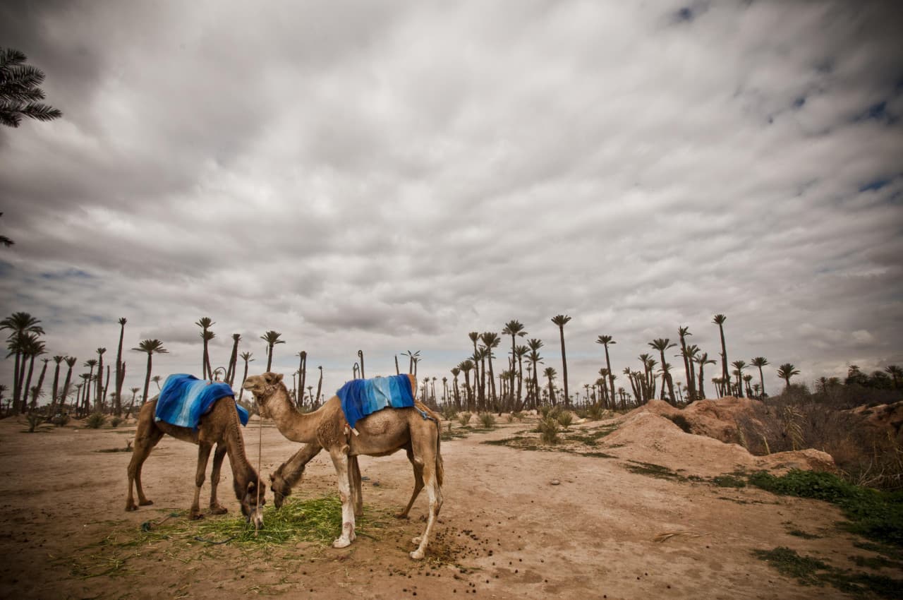 Camel Ride in Marrakech Palm Grove – photo 2