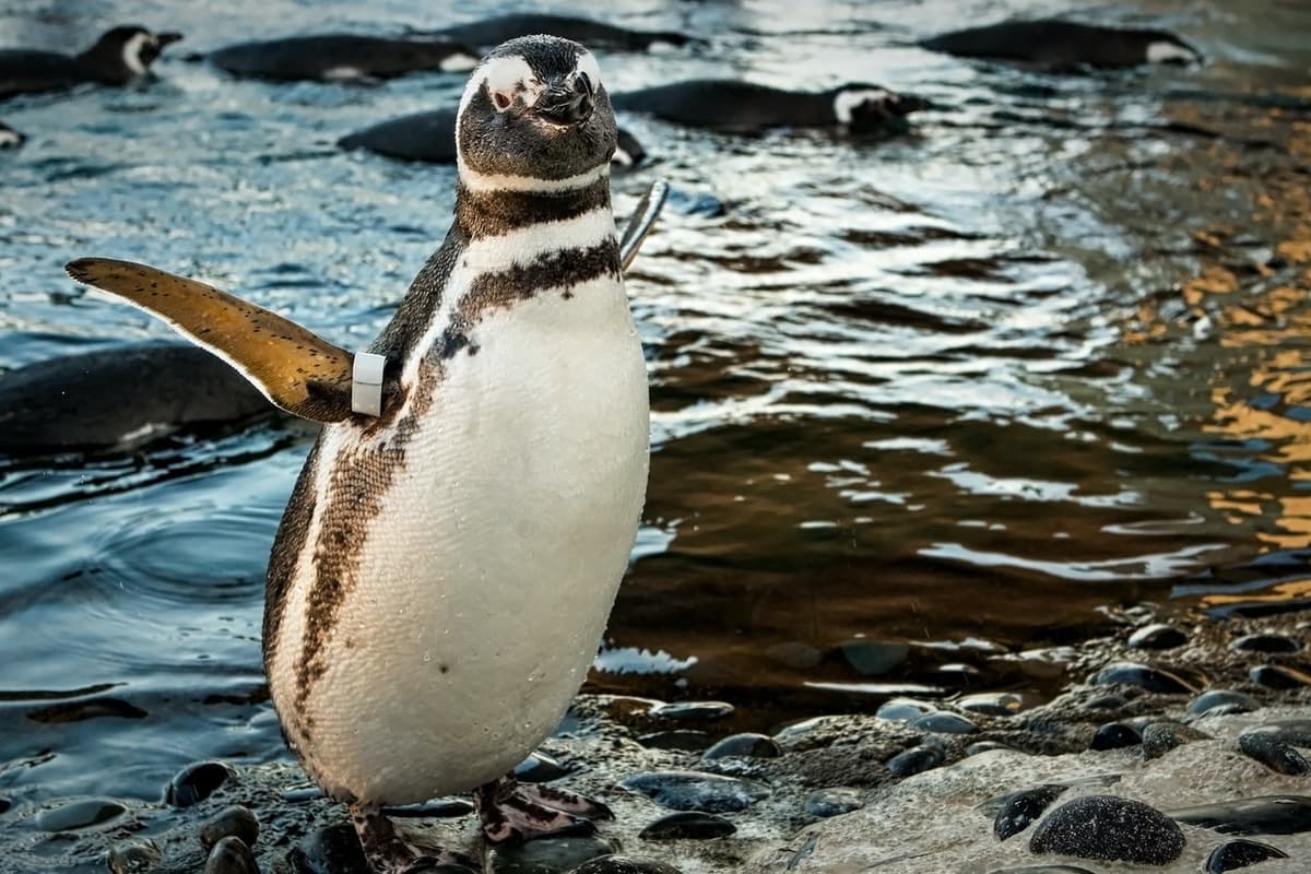 Skip The Line Ticket - Aquarium of the Pacific