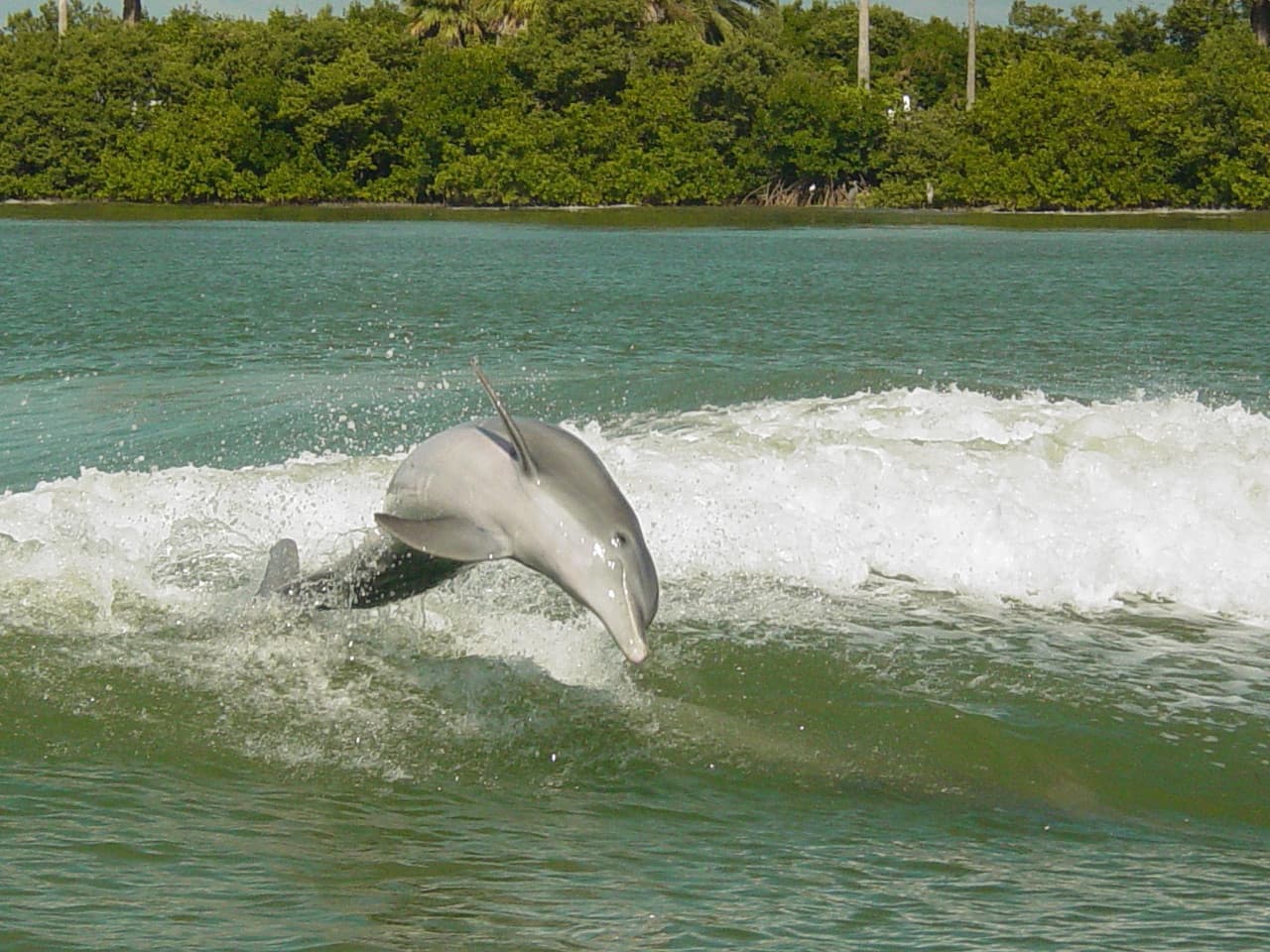 Sea Screamer Speedboat Ride to Clearwater Beach – photo 7