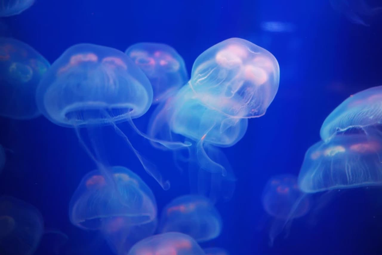 Aquaria Phuket – photo 30