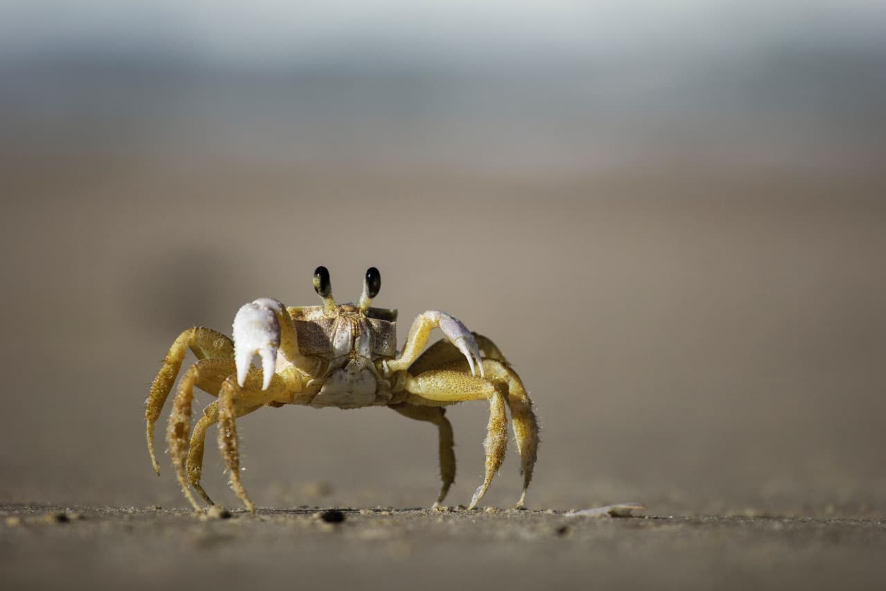 Crab Catching and Gold Coast Broadwater Tour – photo 3