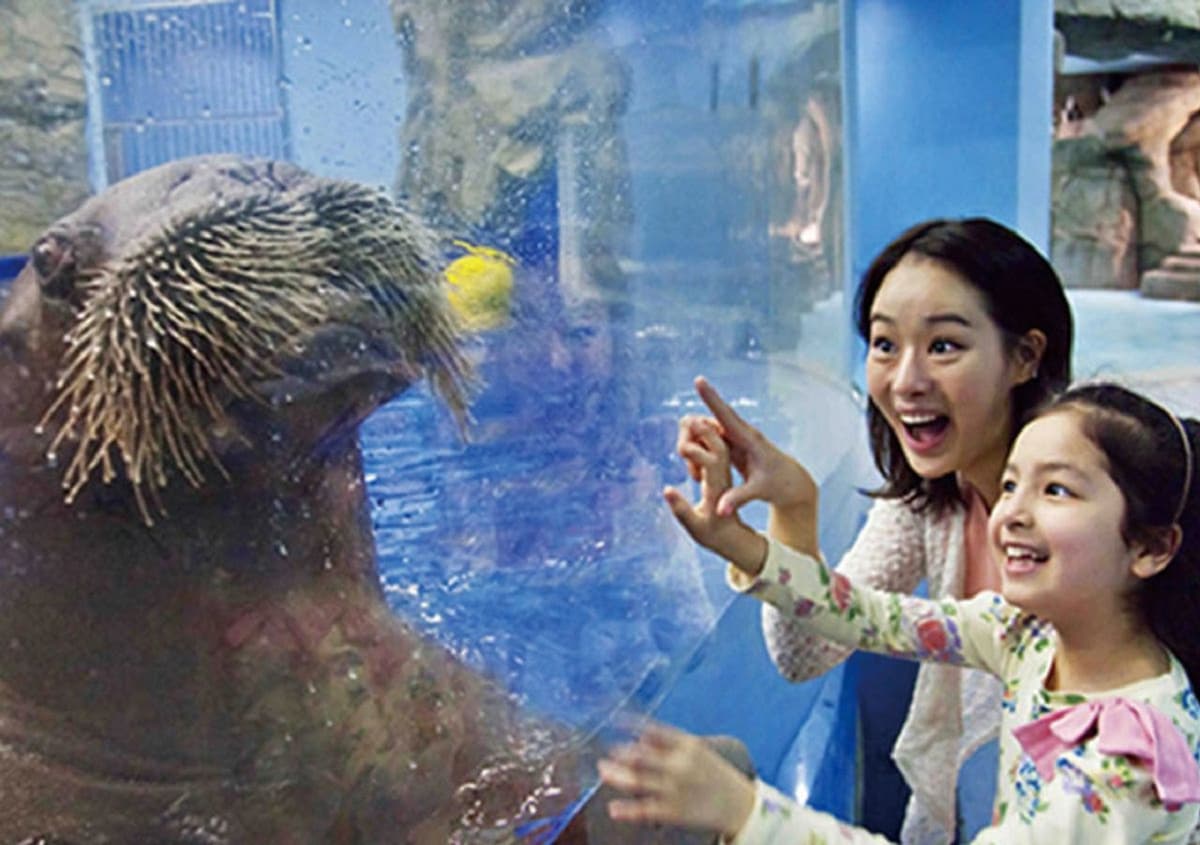 Aqua Planet Jeju Aquarium Ticket