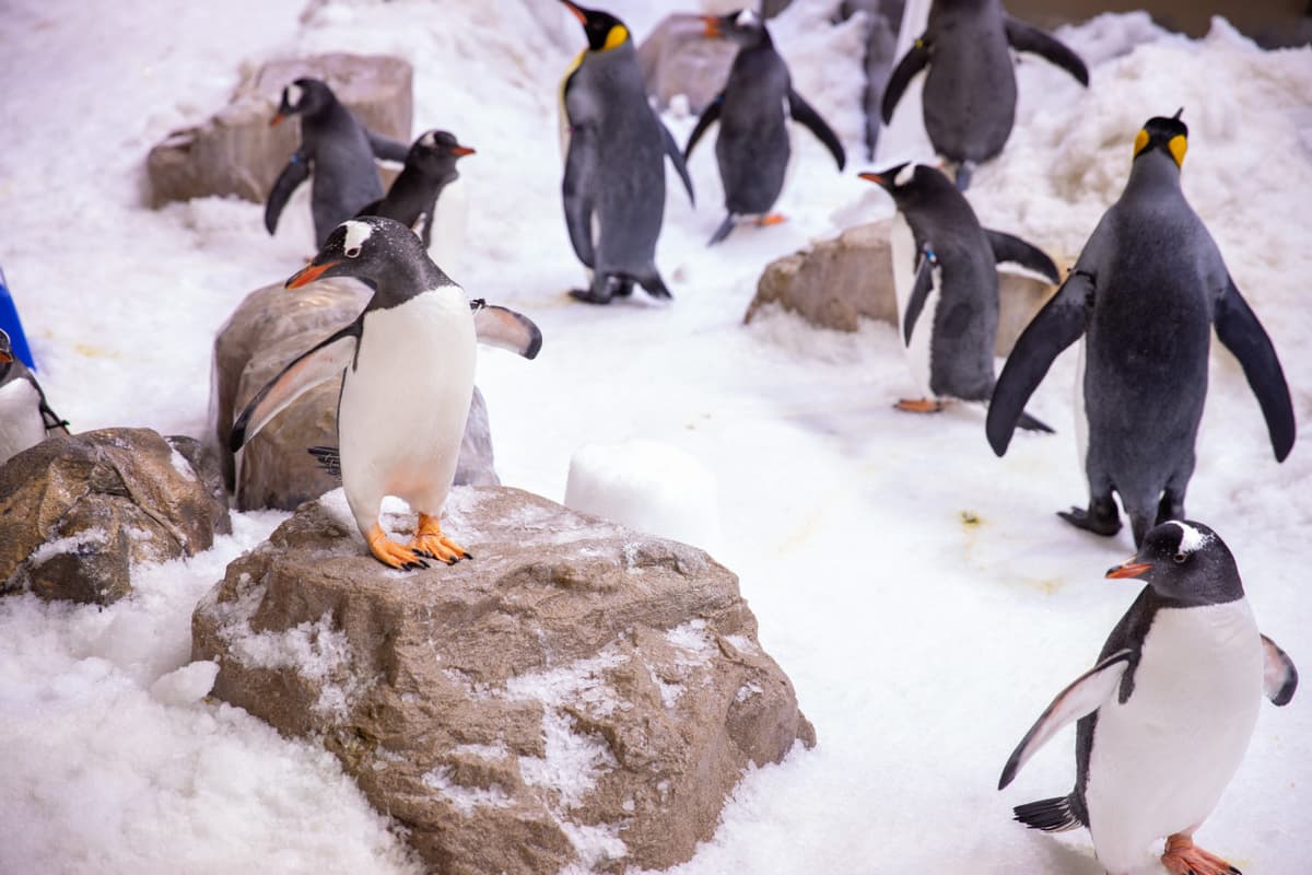 SEA LIFE Melbourne Aquarium Direct Entry Ticket
