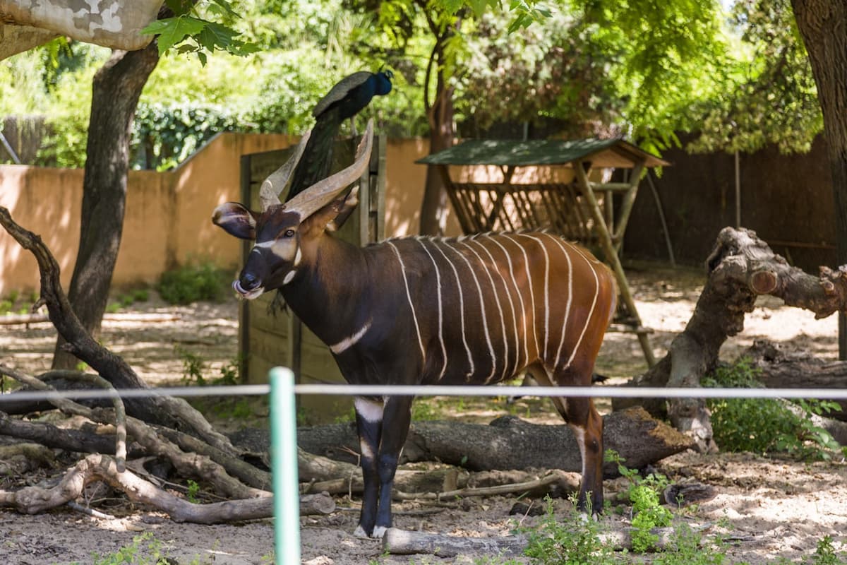 Barcelona Zoo