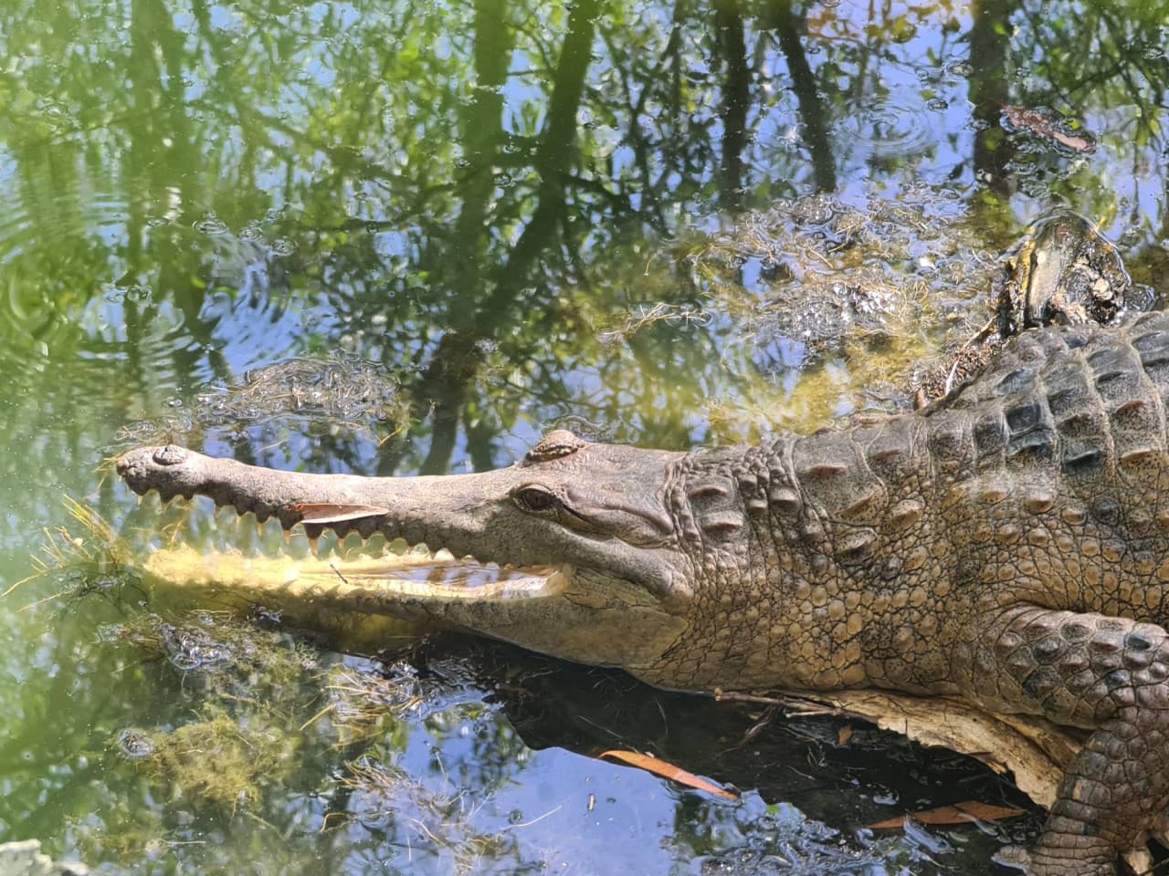 Hartley's Crocodile Adventures – photo 3