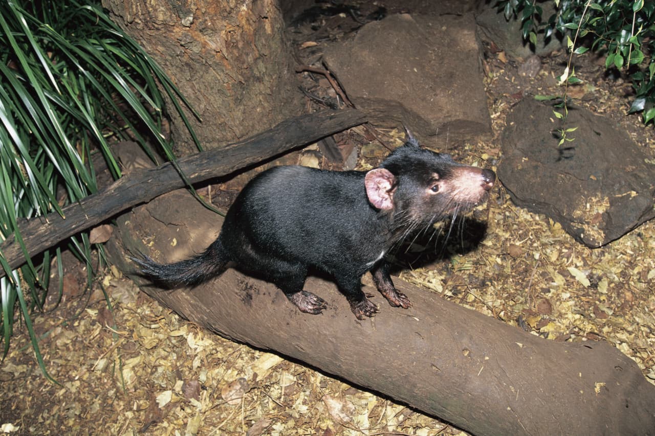 Currumbin Wildlife Sanctuary Ticket