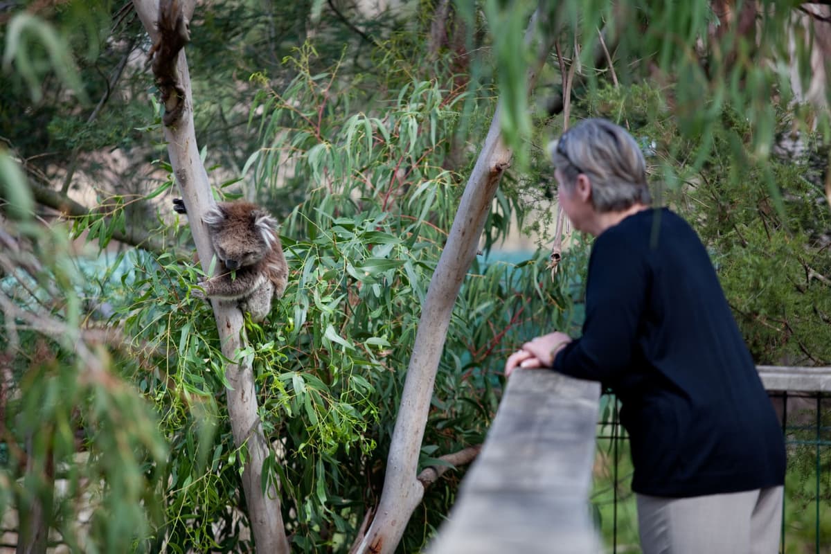 Phillip Island Nature Parks - Koala Conservation Reserve Ticket