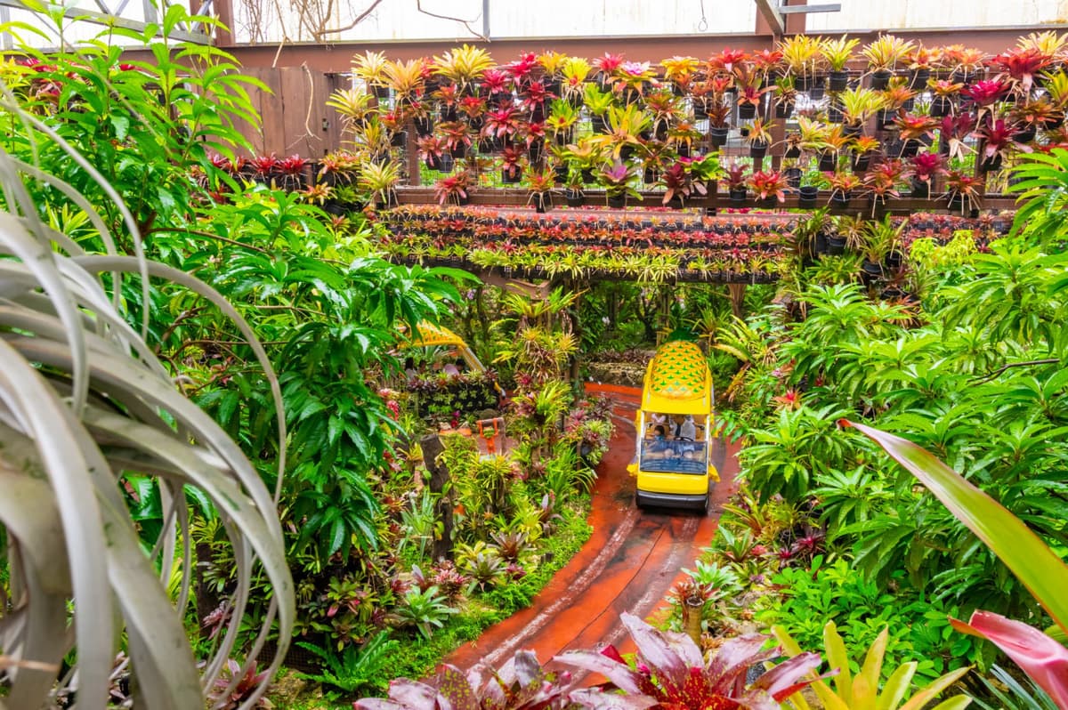 Okinawa Nago Pineapple Park