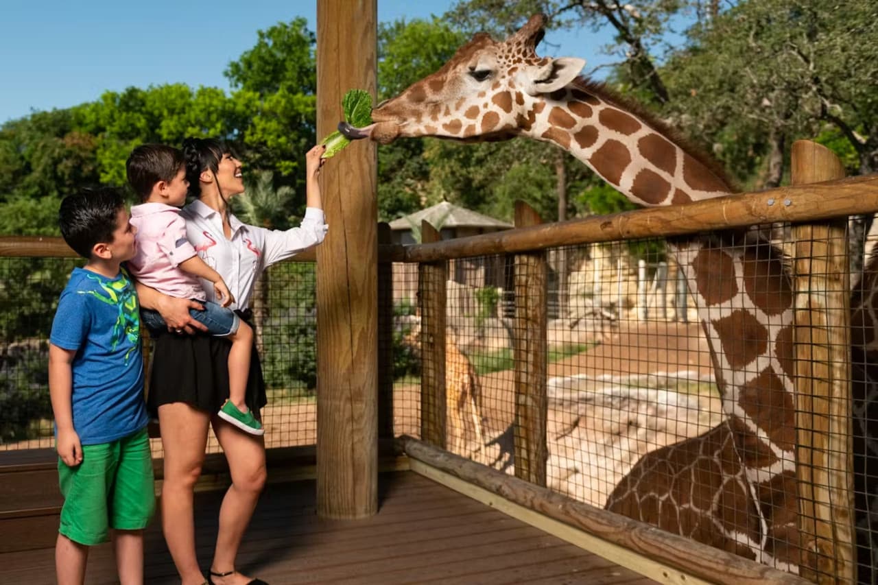 San Antonio Zoo Ticket – photo 2