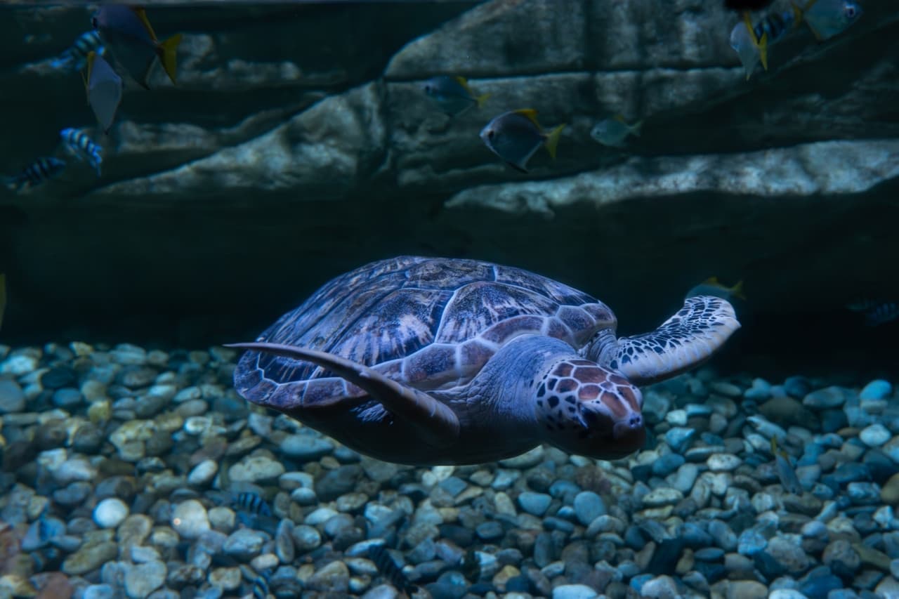 Aquaria Phuket – photo 26