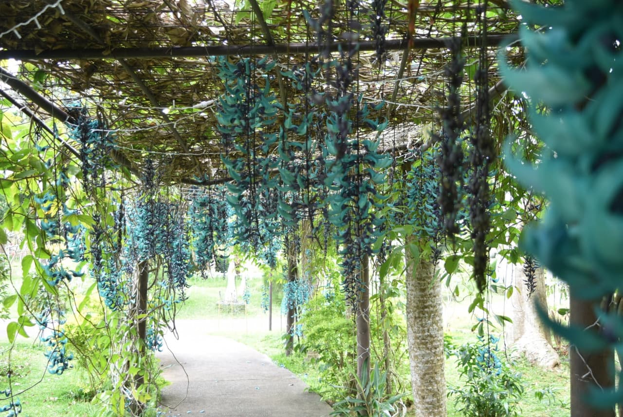 Okinawa Southeast Botanical Gardens – photo 38