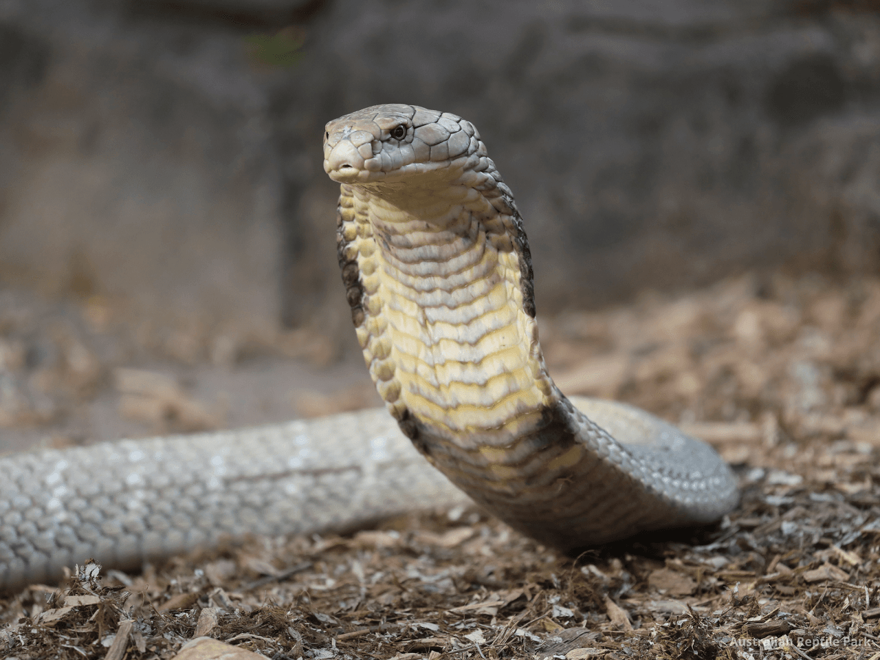 Australian Reptile Park – photo 16