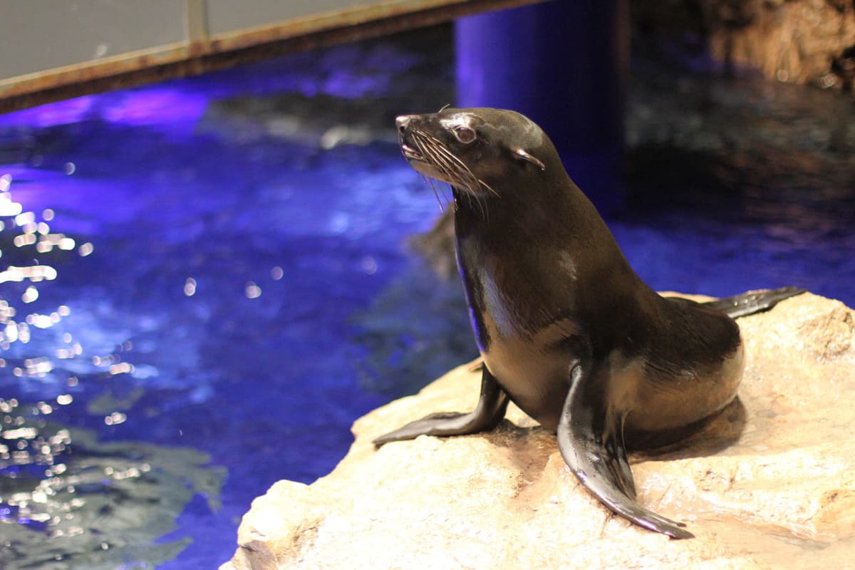 Sumida Aquarium Ticket