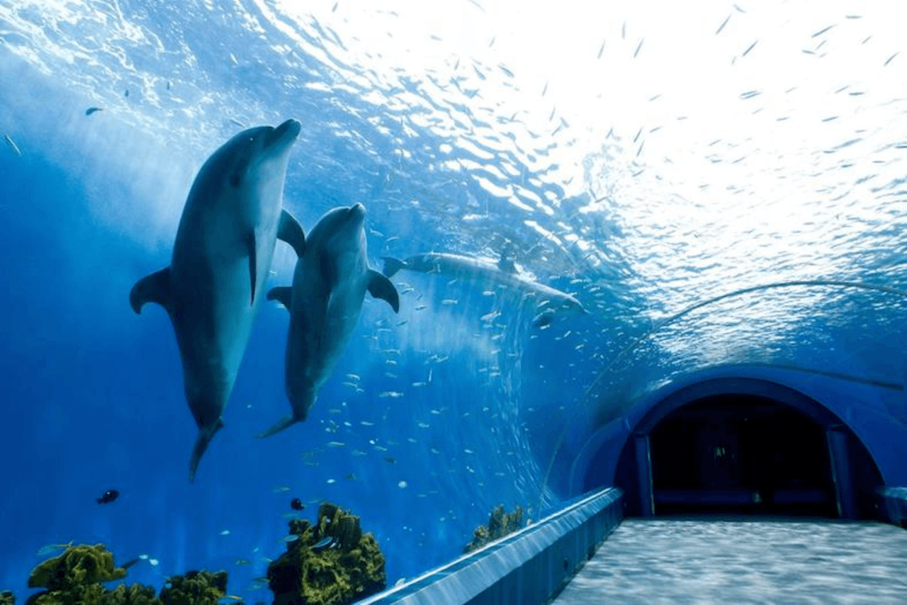 Yokohama Hakkeijima Sea Paradise Ticket – photo 4