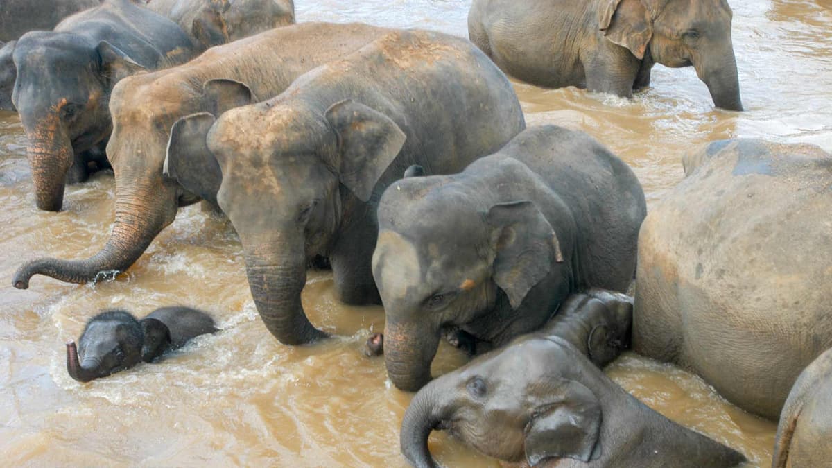 Elephant Jungle Sanctuary Chiang Mai